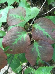 Viburnum lantanoides