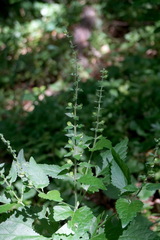 Scutellaria altissima