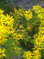Asteraceae
