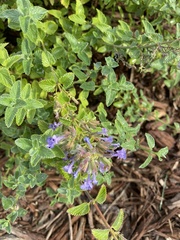 Nepeta cataria