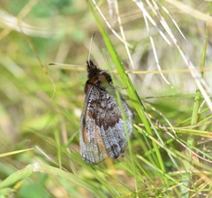 Erebia