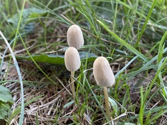 Conocybe apala
