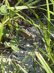 Oedipodinae