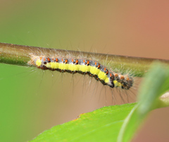 Acronicta psi