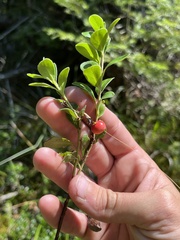 Arctostaphylos uva-ursi