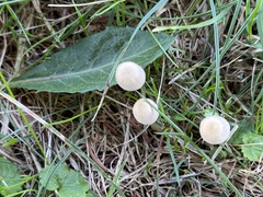 Conocybe apala