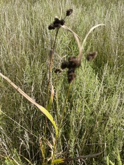 Scirpus atrovirens