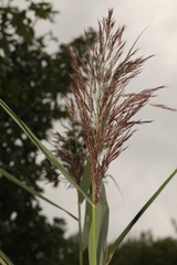 Phragmites australis australis