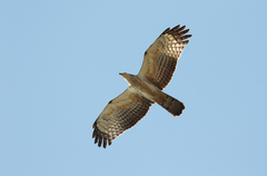 Pernis ptilorhynchus