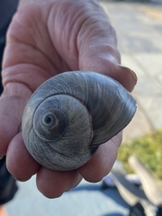 Neverita duplicata