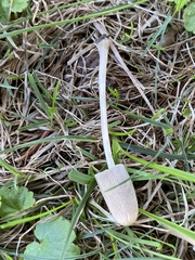Conocybe apala