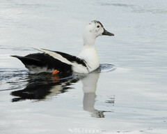 Anas platyrhynchos × Cairina moschata