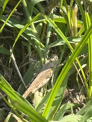 Oedipodinae