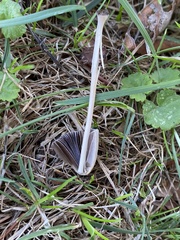 Conocybe apala