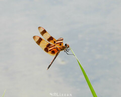 Celithemis eponina