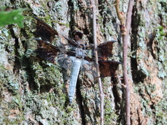 Plathemis lydia