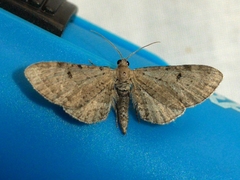 Eupithecia absinthiata