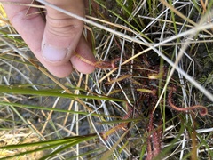 Drosera linearis