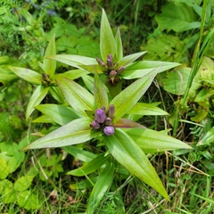 Gentiana