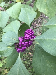 Callicarpa americana