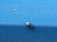 Oxycarenus lavaterae