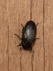 Tenebrionoidea