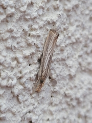 Agriphila