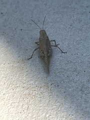 Oedipodinae