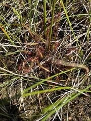 Drosera linearis