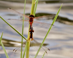 Celithemis bertha