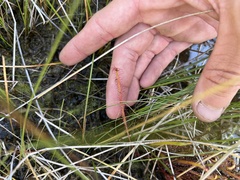 Drosera linearis