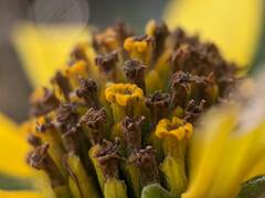 Heliopsis helianthoides