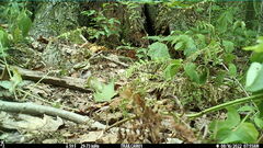 Hylocichla mustelina