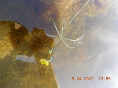 Utricularia radiata