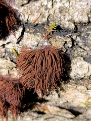 Stemonitis splendens