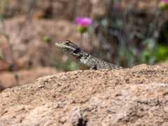 Sceloporus torquatus