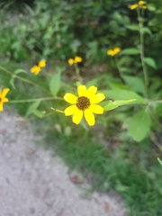 Rudbeckia triloba
