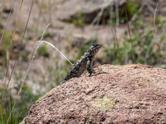Sceloporus spinosus