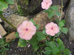Impatiens
