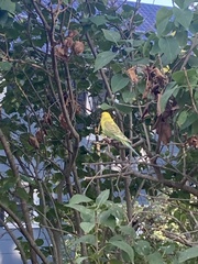 Melopsittacus undulatus