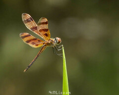Celithemis eponina