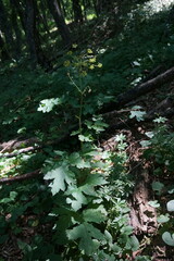 Heracleum sphondylium sibiricum