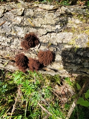 Stemonitis splendens