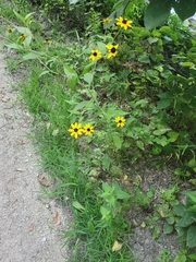 Rudbeckia triloba