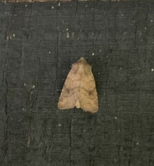 Eriopygini