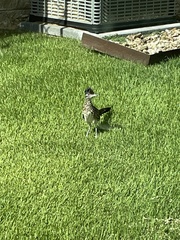 Geococcyx californianus