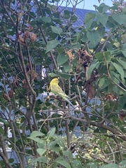 Melopsittacus undulatus