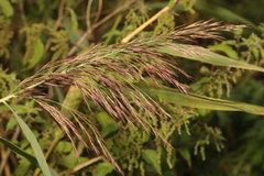Phragmites australis australis
