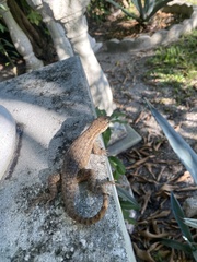 Leiocephalus carinatus