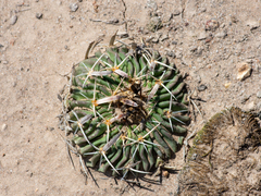 Echinofossulocactus phyllacanthus